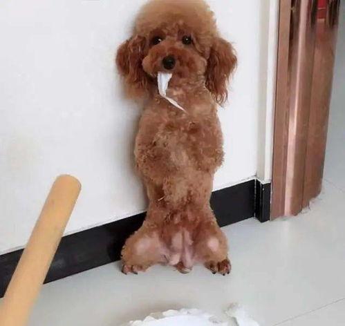 暴打泰迪犬视频,真相与反思