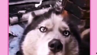 二哈搞笑视频大全,笑料横生的欢乐时光